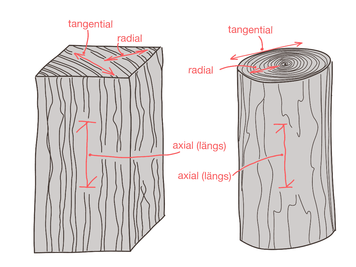 Tangential, Radial und Axial: Wie schwindet das Holz?