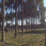 Hier wird Eukalyptusholz in Reih und Glied angepflanzt