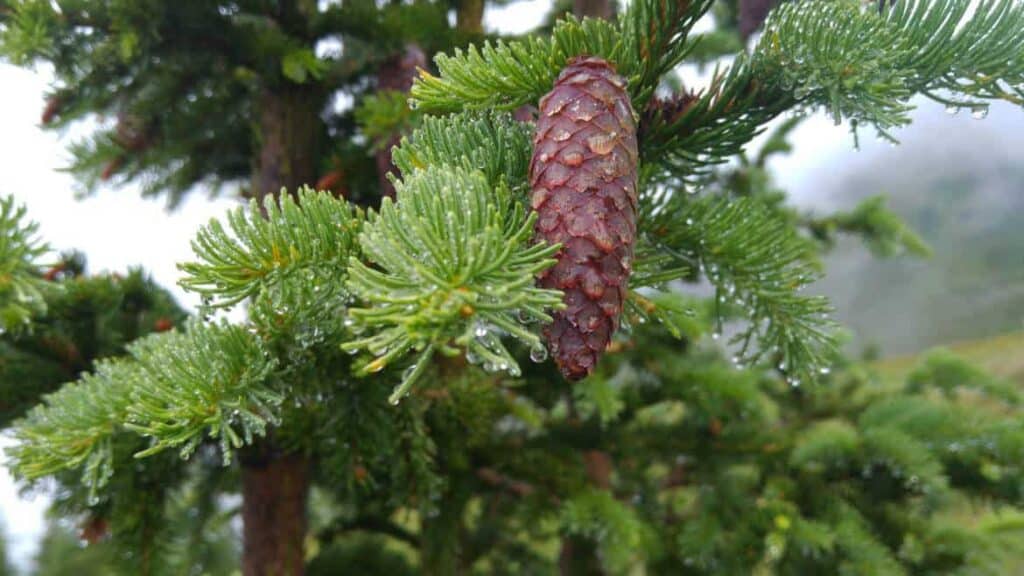 Baum Soll Eingehen