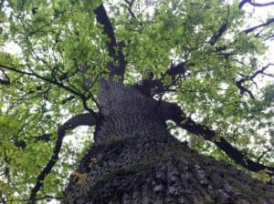 Die Holzart Eiche mit ihrem markanten Stamm