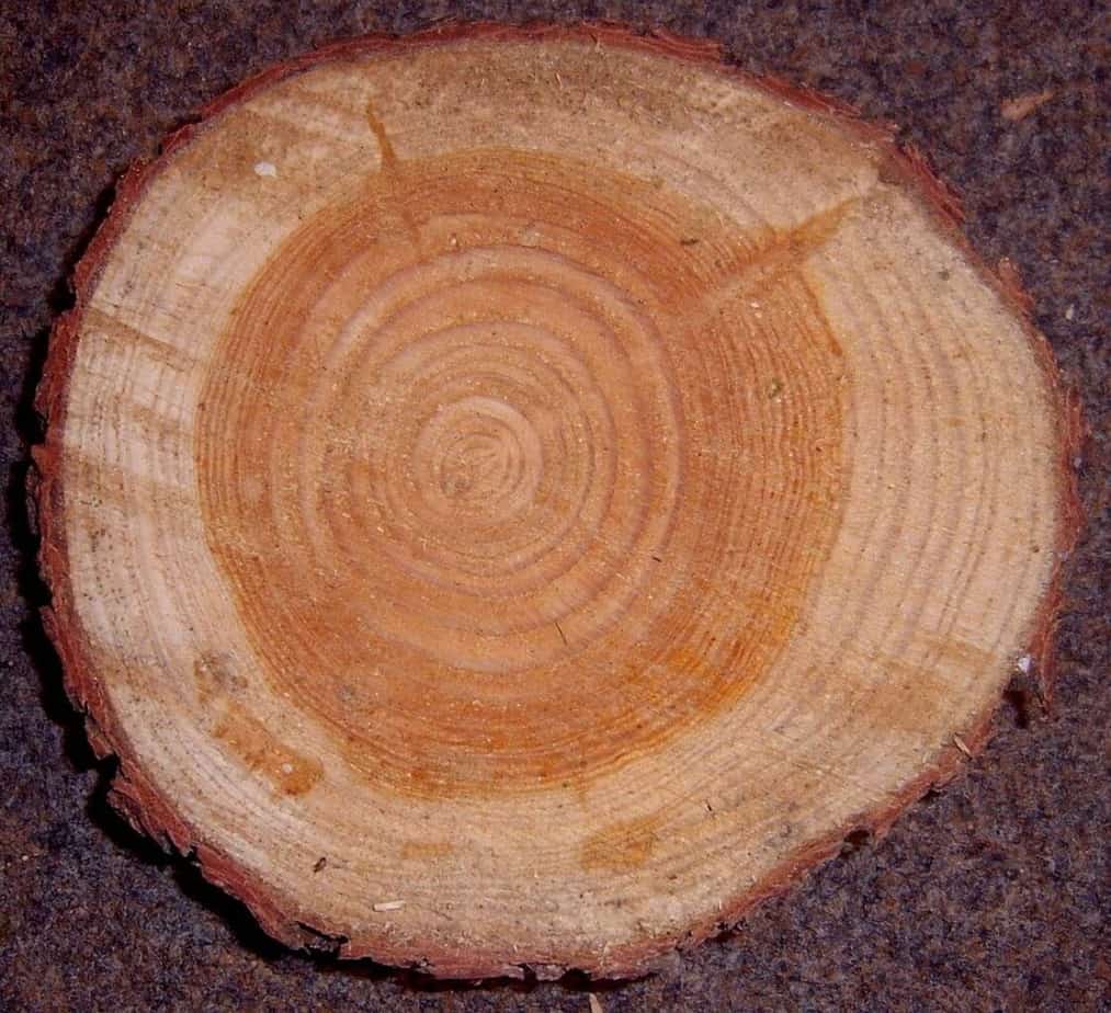 Lärchenholz - BAUBEAVER