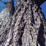 Rinde eines Lapacho Baums