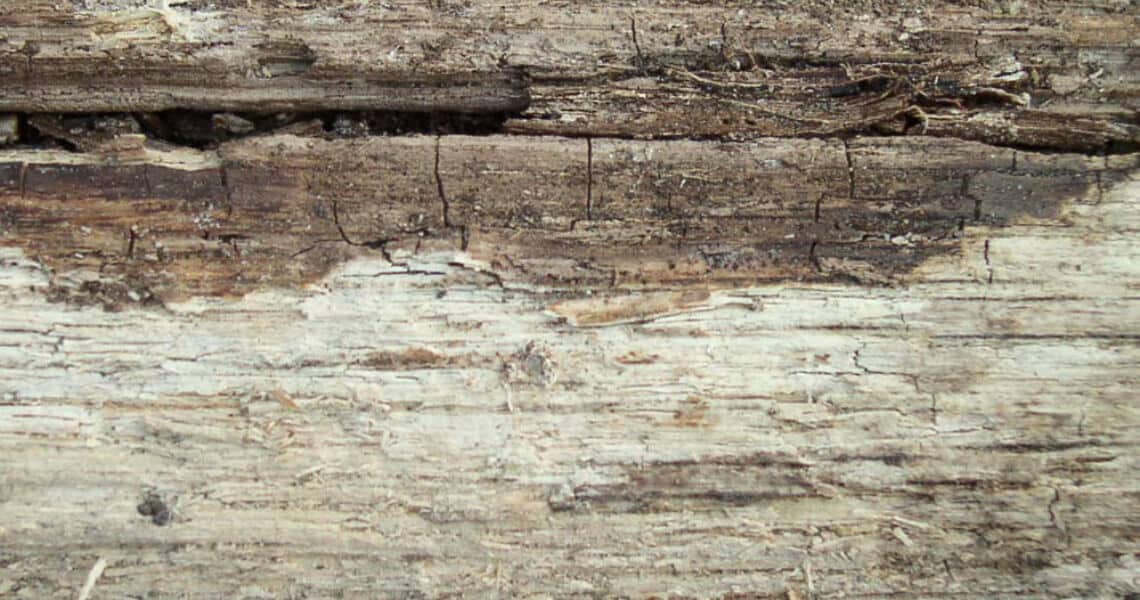 Braun- und Weißfäule auf Holz