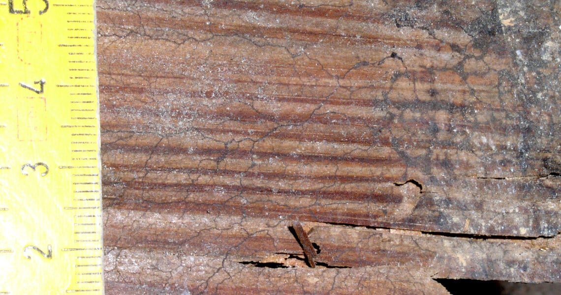 Myzel eines Braunen Kellerschwamms auf Holz