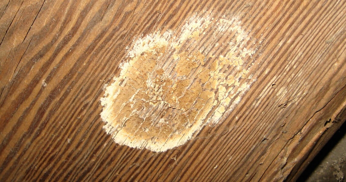 Brauner Kellerschwamm auf Holz