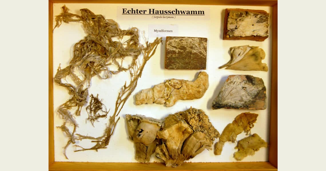 Übersicht über die Myzelformen des echten Hausschwamms auf Holz
