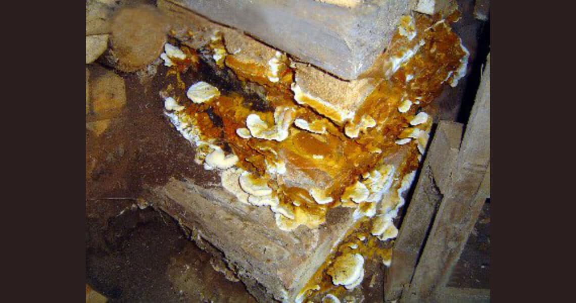 Fortgeschrittener Hausschwamm auf Holz