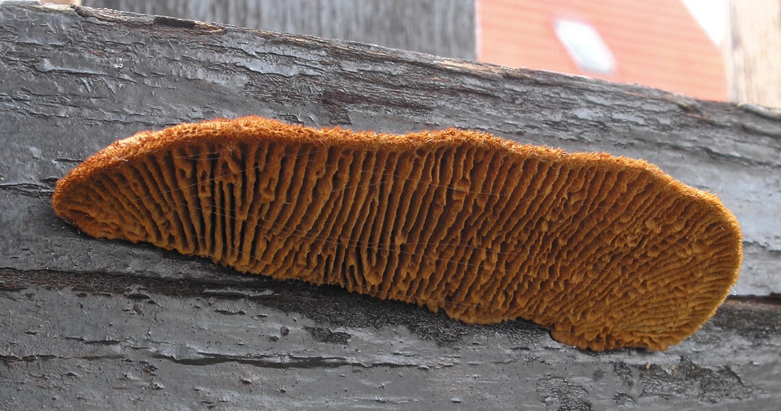 Zaunblättling auf Holz