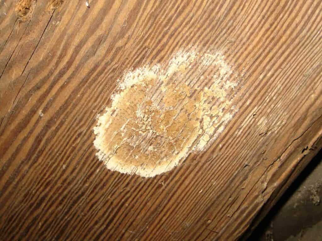 Schimmel auf Holz? OHA! Das solltest du tun…